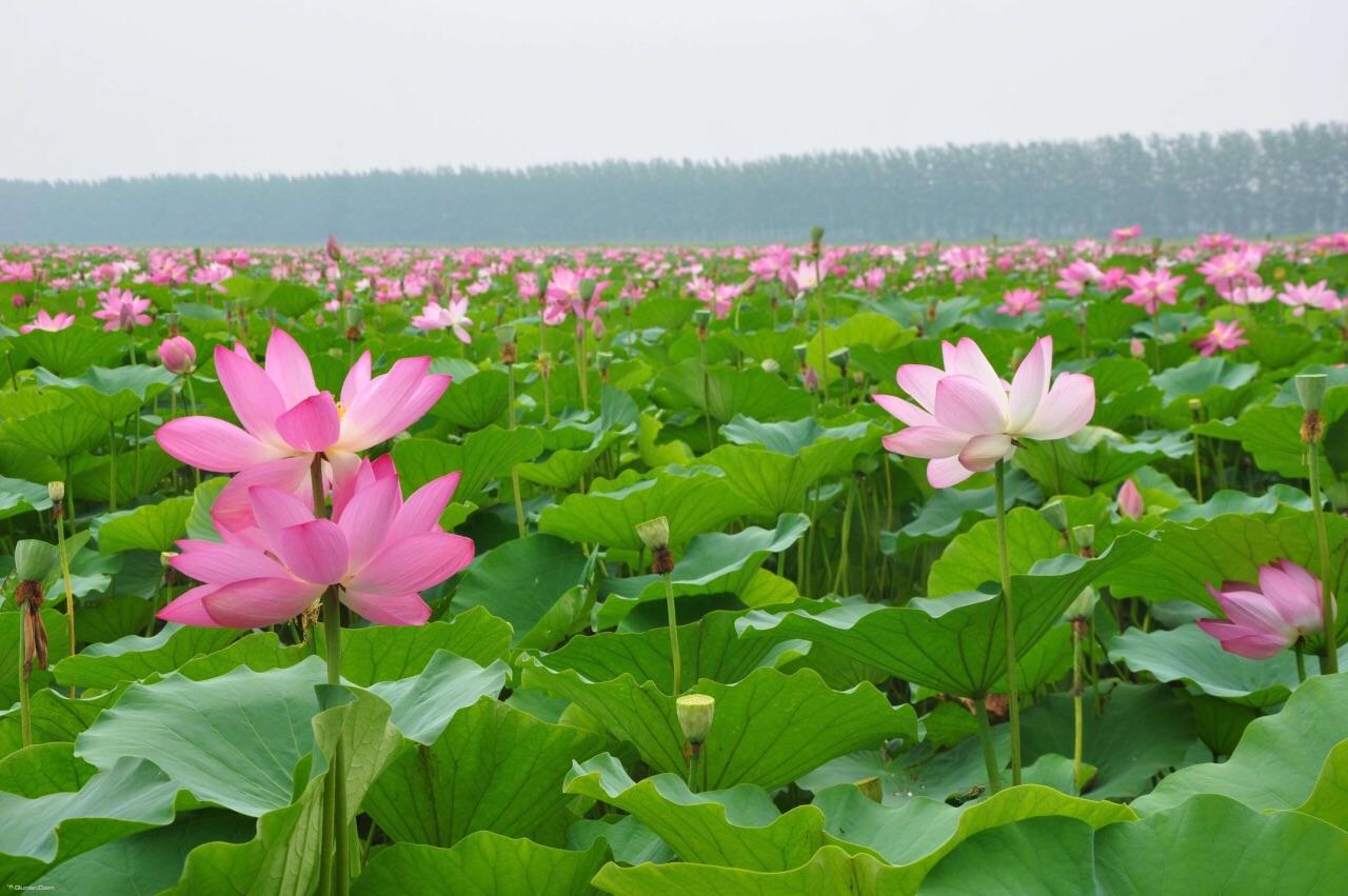 中国北方最大的淡水湖是？