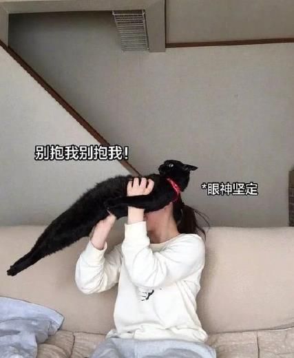 钢铁直猫表情包分享