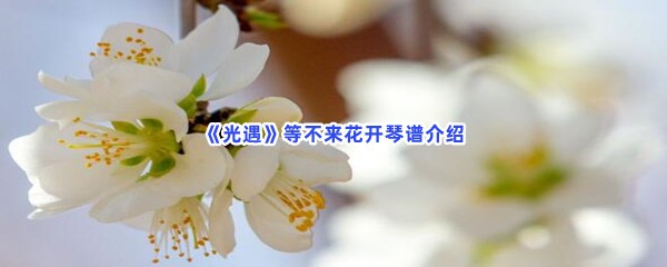 《光遇》等不来花开琴谱介绍